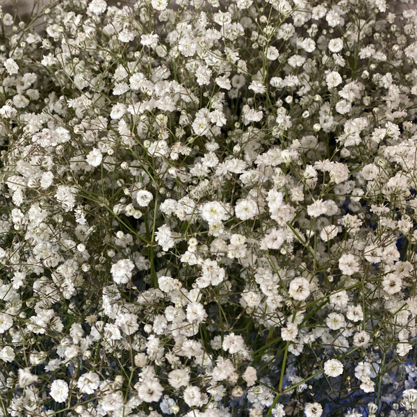 Gypsophila - White **Box Offer** 4 x Bundles