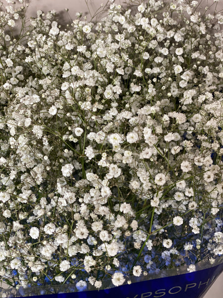 Gypsophila British White Bundle (Approx 25 stems)