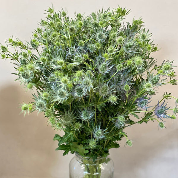 Eryngium - Blue Lagoon **Box Offer** 100 Stems