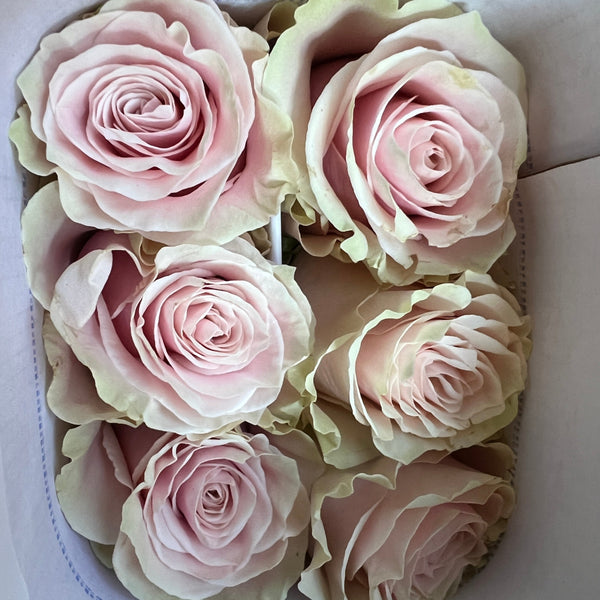 IMPORT - ROSE large headed Pink Mondial 50cm 10 stems