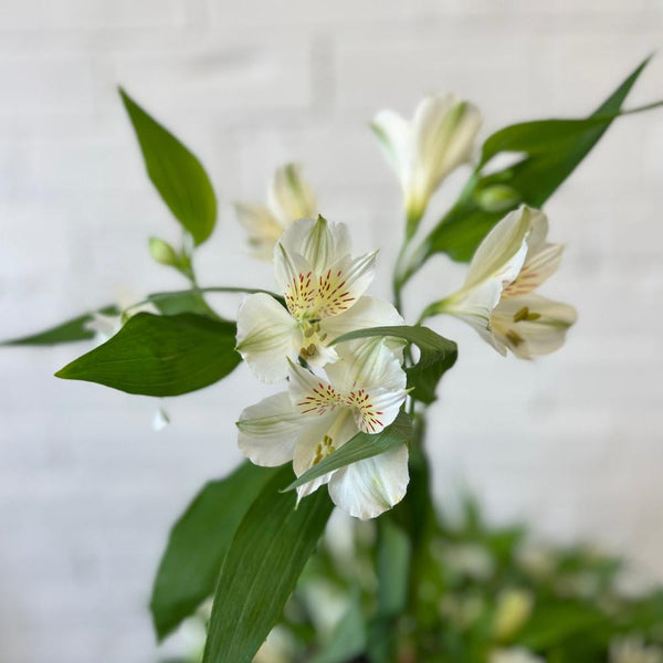 cornish blossoms