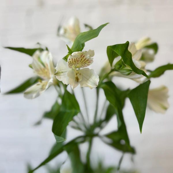 flowers alone alstroemeria 