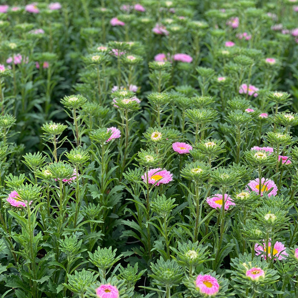 Aster **Box Offer** 15 Bunches