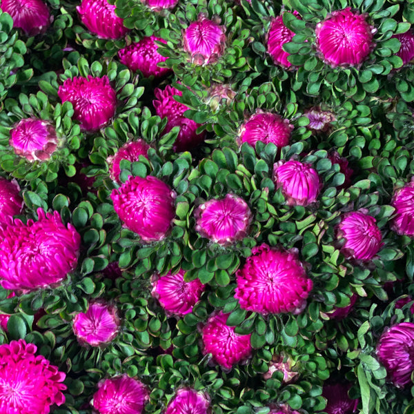 Aster - Bundle of 5 Bunches - DARK PINK