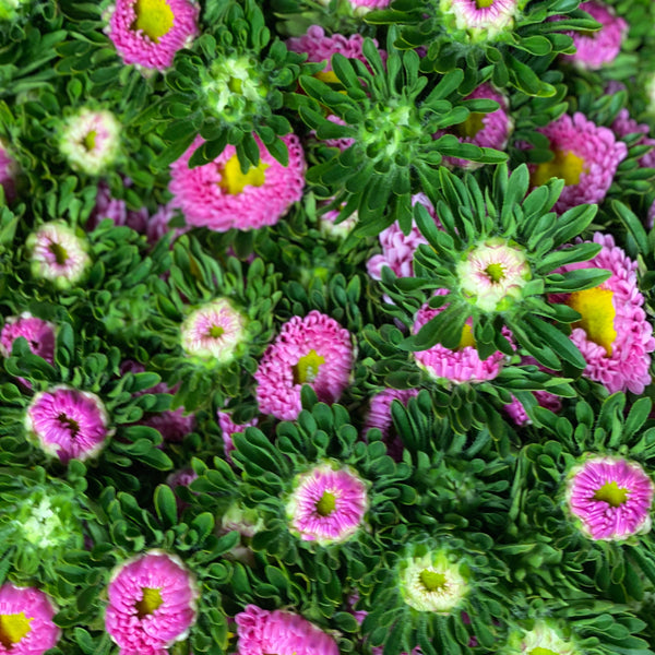 Aster - Bundle of 5 Bunches - PINK