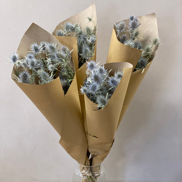 Dried Eryngium Anita - Bunch