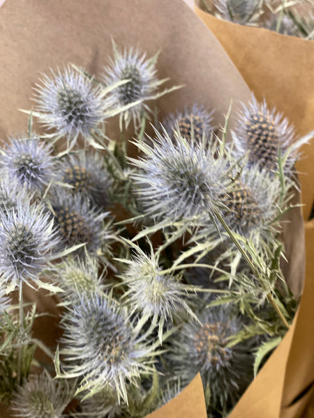 Dried Eryngium Anita - Bunch