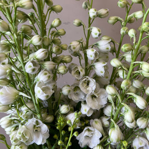 British Grown Delphinium - White Spires - Bunches of 10