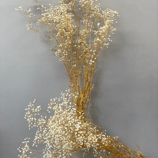 Dried - Preserved Gypsophila