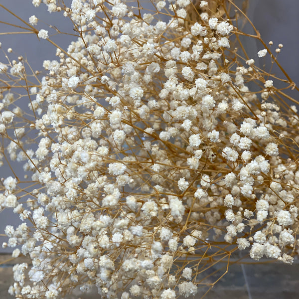 Dried - Preserved Gypsophila