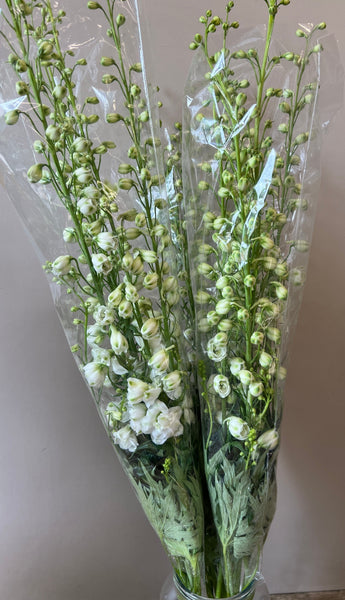 British Grown Delphinium - White Spires - Bunches of 10