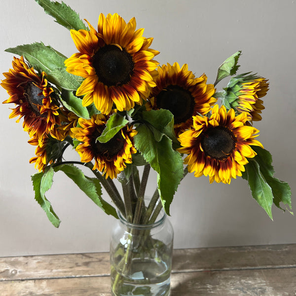 British Sunflowers - Bi colour Helios Flame  **Box Offer** 60 stems