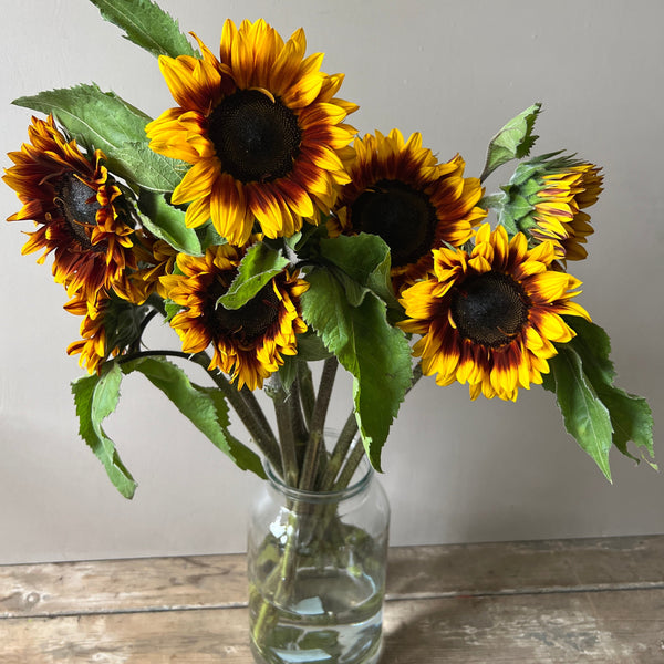 British Sunflowers - Bi colour Helios Flame  10 stems