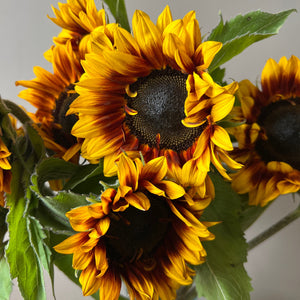 British Sunflowers - Bi colour Helios Flame  10 stems