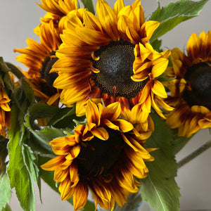 British Sunflowers - Bi colour Helios Flame  **Box Offer** 60 stems