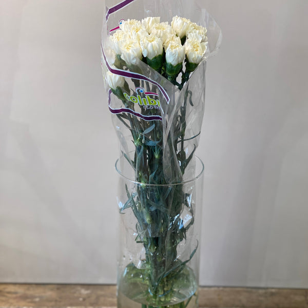 IMPORT - Standard Carnation - White 25 stems