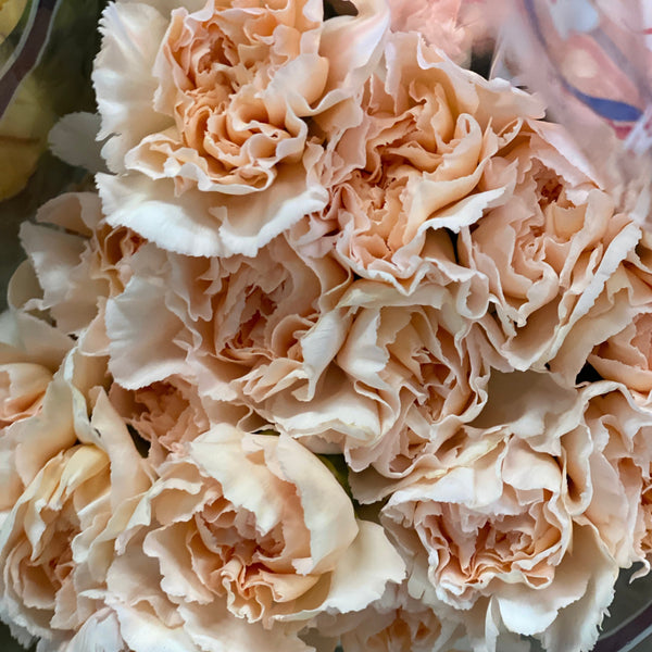 IMPORT - Standard Carnation - Peach 25 stems