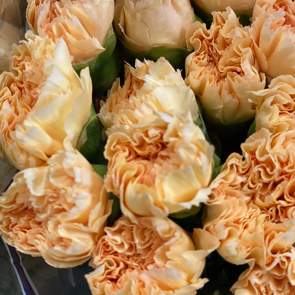 IMPORT - Standard Carnation - Peach 25 stems