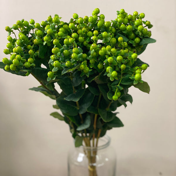 IMPORT Hypericum - Green 10 stems