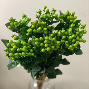 IMPORT Hypericum - Green 10 stems