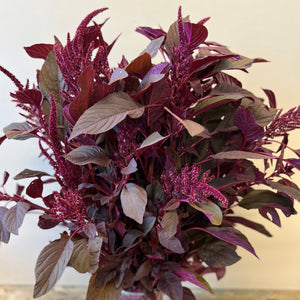 Amaranthus Red Upright - Limited Edition Bundle of 10 stems