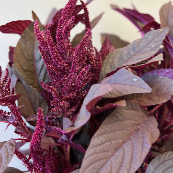 Amaranthus Red Upright - Limited Edition Bundle of 10 stems