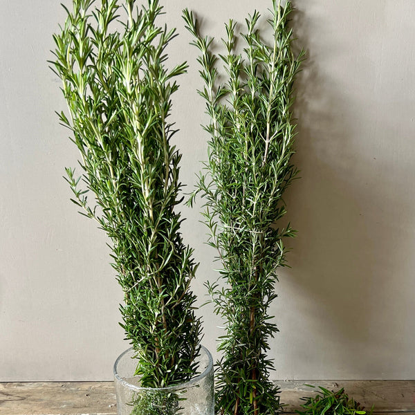 Rosemary - Bunch