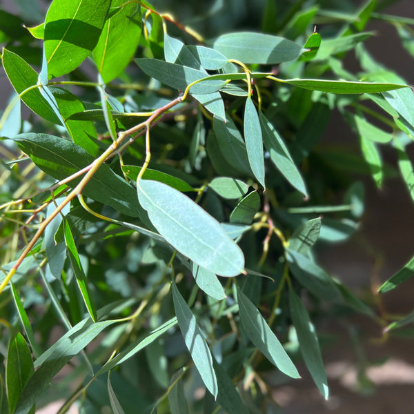 Eucalyptus Bunch - Norfolk Mix