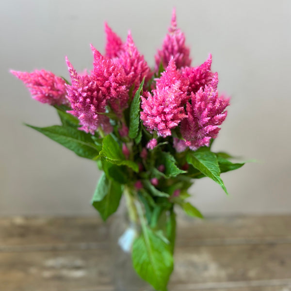 Celosia plumosa - Bright Pink - 10 stems