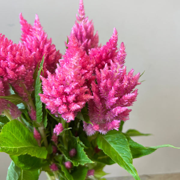 Celosia plumosa - Bright Pink - 10 stems