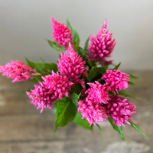 Celosia plumosa - Bright Pink - 10 stems