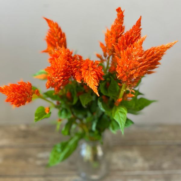 Celosia plumosa - Sunday Orange - 10 stems