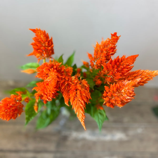 Celosia plumosa - Sunday Orange - 10 stems