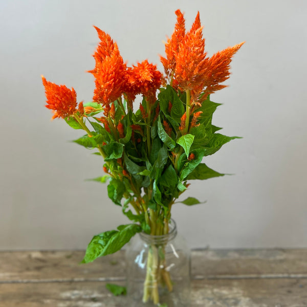 Celosia plumosa - Sunday Orange - 10 stems