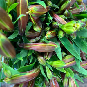 ALSTROEMERIA CORNISH BLOOMS