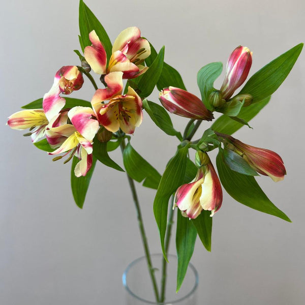 buy flowers online alstroemeria 