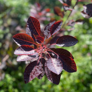 Cotinus Foliage - Bunch of 10 stems