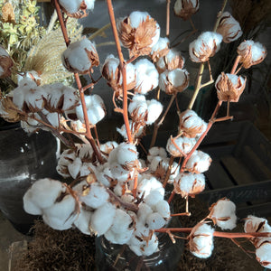 IMPORT DRIED - Cotton Gossypium Ball PER STEM