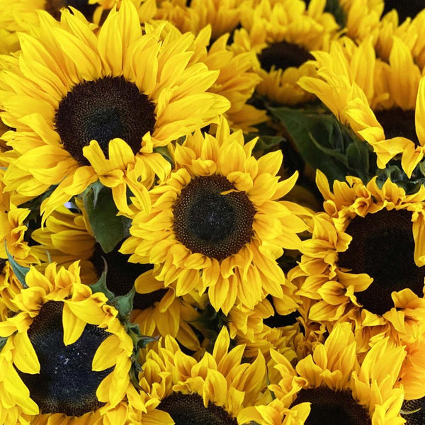 Wholesale UK Sunflowers