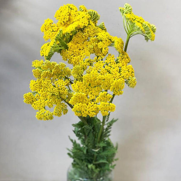 UK Grown Achillea 