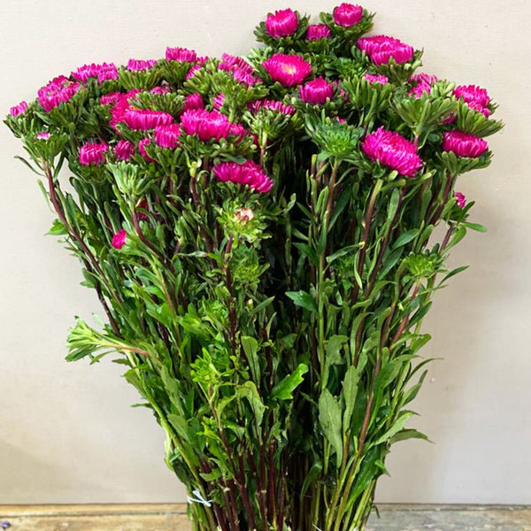 Aster - Bundle of 5 Bunches - DARK PINK