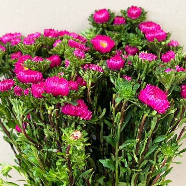 Aster - Bundle of 5 Bunches - DARK PINK