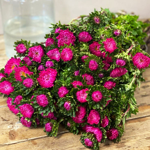 Aster - Bundle of 5 Bunches - DARK PINK