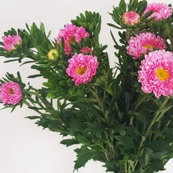 Aster - Bundle of 5 Bunches - PINK