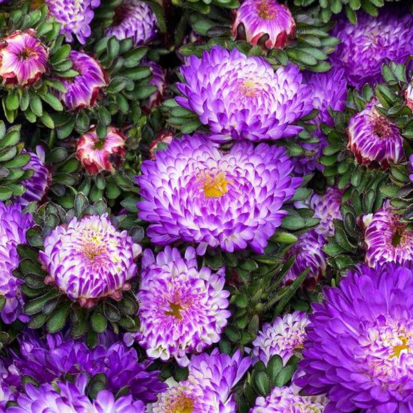 Aster - Bundle of 5 Bunches - BLUE-TIPPED