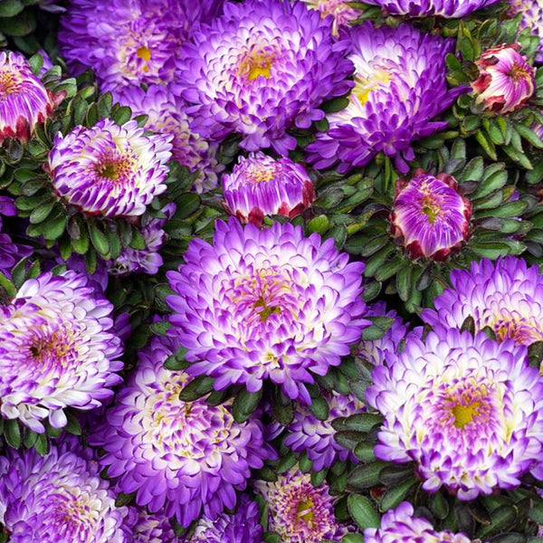 Aster - Bundle of 5 Bunches - BLUE-TIPPED