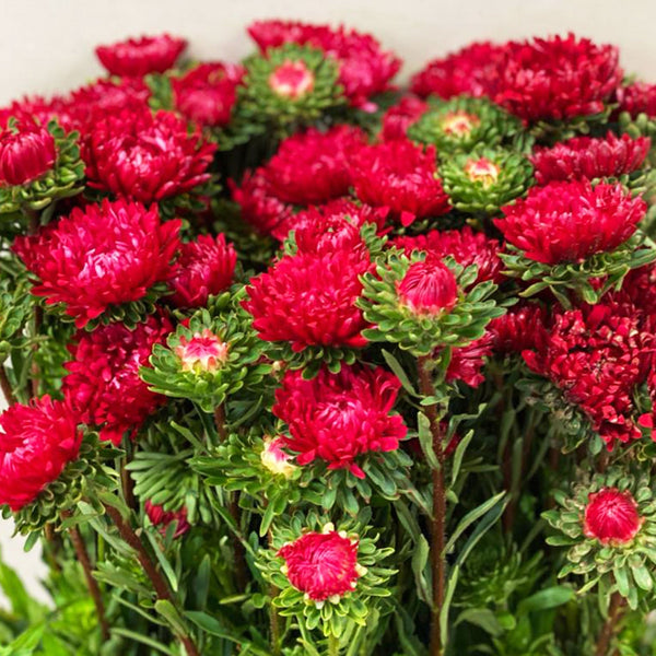 Aster - Bundle of 5 Bunches - RED