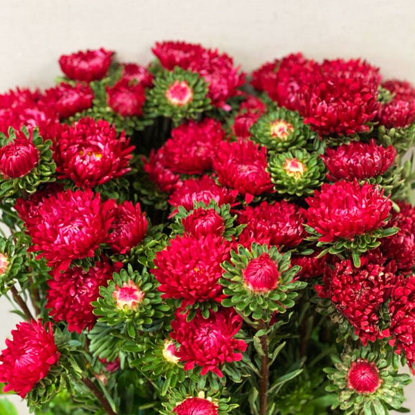 Aster - Bundle of 5 Bunches - RED