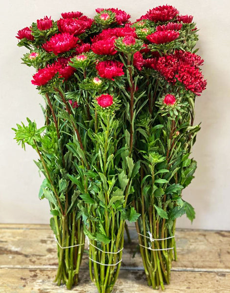 Aster - Bundle of 5 Bunches - RED