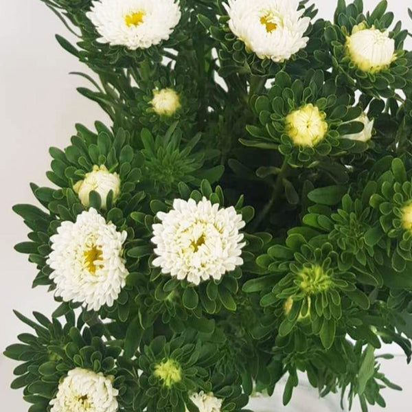 Aster - Bundle of 5 Bunches - WHITE